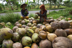 Gubernur: Babel Jadi Sentra Kelapa Nasional