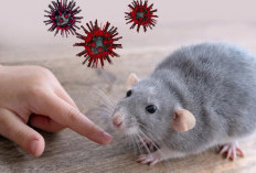 Hantavirus takkan Seperti Covid-19?