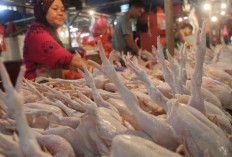 Inflasi Babel Agustus 2025 Tetap Terjaga