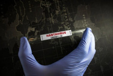 Dikira Influenza, Ternyata Hantavirus?