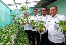 Lapastik Panen Sayur Hidroponik