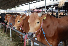 Babel Sediakan 13.795 Hewan Kurban