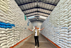 BULOG Serap 3 Juta Ton Gabah-Beras Petani