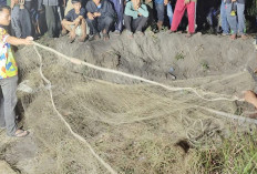 Seorang Kakek Bertarung Melawan Buaya