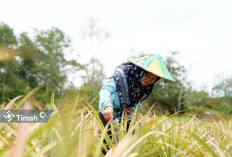 Sukses Kembangkan Produk Protein Nabati