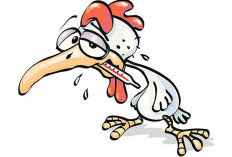 Jangan Makan Unggas Sakit, Awas Flu Burung! 