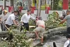 Di Jalan Selan, Pohon Tumbang, Dikabarkan Telan 2 Korban Jiwa?