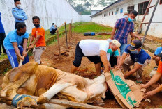 Mau Qurban? Jangan Potong Rambut, Kuku, Kumis, Apa Hikmahnya?