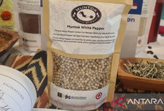 BRIN Dorong Pemerintah Bangun Industrialisasi Lada