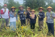 Sulap Lahan Bekas Tambang Jadi Kebun Nanas