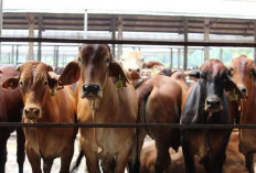 Pemprov Perketat Pemasukan Ternak Jelang Hari  Besar Keagamaan