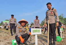 Hijaukan Eks Tambang, Polres Tanam 500 Pohon Kayu Putih