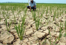  Meski Hujan, RI Tetap Terancam Kemarau, Durasi Lama & Kering 