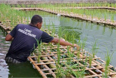 Lapas Coba Budidaya Padi Apung Varietas Sadane