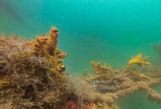 PT Timah Lepas 45 Unit Coral Garden di 2025