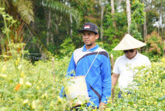 Untuk Kesejahteraan Petani Desa Paku Gapoktan Andalkan Budidaya Cabai