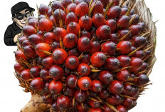  Semua Terkait Sawit di Pulau Bangka, Diundang, Naikkan Harga Sawit!