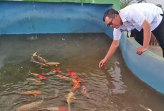 Lapas Inisiasi Program Pemijahan Ikan Koi