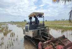 Kejar Target Swasembada Pangan