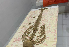 Geger Tengkorak di Pantai Batu Rakit