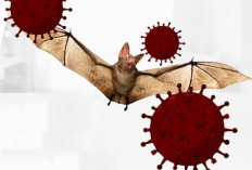 Dari India, Menular Lewat Makanan, Waspadai Virus Nipah 