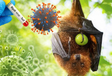 Virus Nipah Belum Masuk RI?