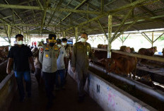 Karantina, Ditemukan Sapi Terjangkit BVD