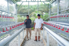 PT Timah Serahkan Bantuan Usaha Budidaya Ayam Petelur 