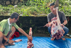 Semangat Berkurban di Iduladha 1445 Hijriyah, PWI Babel Potong 8 Sapi dan 5 Kambing 