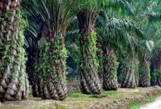 Diduga Kawasan Terlarang, 200 Ribu HA Sawit akan sita Kejagung