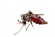 Malaria Melonjak di Belinyu, 19 Positif, 15 Reaktif