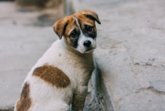 Pemprov Eliminasi Anjing Liar di Kawasan Bandara