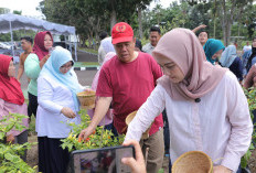 Gubernur-TP PKK Babel Panen Cabai Program 