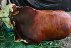 Sapi Kurban Prabowo 1.098 Ekor, 8 ke Babel, Ternyata Duit APBN, Hadeh....