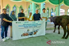 Pelindo Serahkan Enam Sapi Kurban