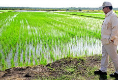 Prabowo Sambangi Lahan Pertanian di Merauke