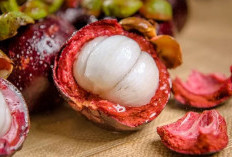 Tanaman Manggis Klabang Dinyatakan Punah