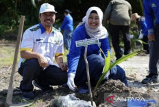 PLN Babel Kelola Kawasan Pesisir Kritis