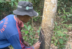 Petani Karet Keluhkan Harga Getah Karet   	