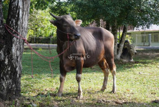 PT Timah Bakal Sebarkan Ratusan Hewan Kurban