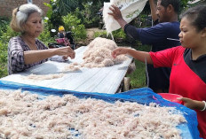 Berkah Idul Adha, Nelayan Sungkur Toboali Panen Udang Rebon 
