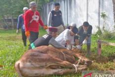 Pelindo Pangkalbalam Berbagi Daging Kurban