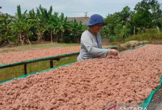 Menjaga Kualitas Terasi Toboali