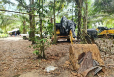  Limpahan Satgas PKH Kini di Kejati Babel, Penampung Timah Illegal itu Adalah...