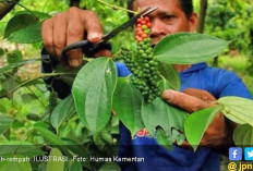 Harga Lada Putih  'Menembus Langit', Petani Girang