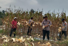 Dukung Program Ketahanan Pangan Polres Basel Panen 4 Ton Jagung