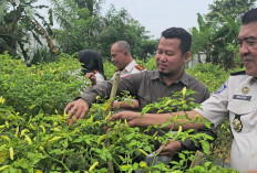 Lapas Panen Cabai Bangka dan Pakcoy