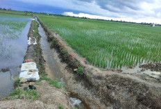 Luapan Air Laut Rendam Sawah Rias
