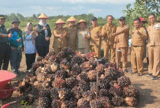 Bupati Bersama Masyarakat Desa Nyelanding Panen Sawit Perdana