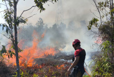 Panas Menyengat, Warga Babel Waspada, Hutan Kukus Hangus!